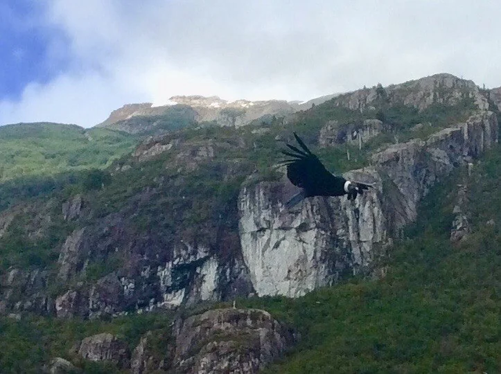 Un cóndor andino volando frente a los acantilados cerca de Futaleuf&uacute;.