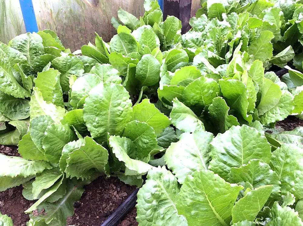 Lechuga fresca